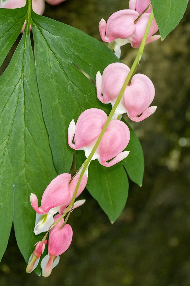 Issaquah-Washington State-USA Bleeding Heart (Lamprocapnos spectabilis) flowers